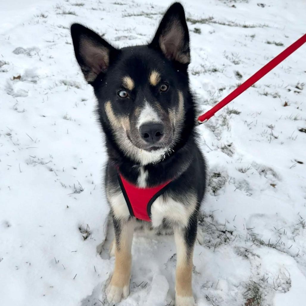 Enlarge Chase, a Adoptable mixed breed in North Canton, OH image 3/6