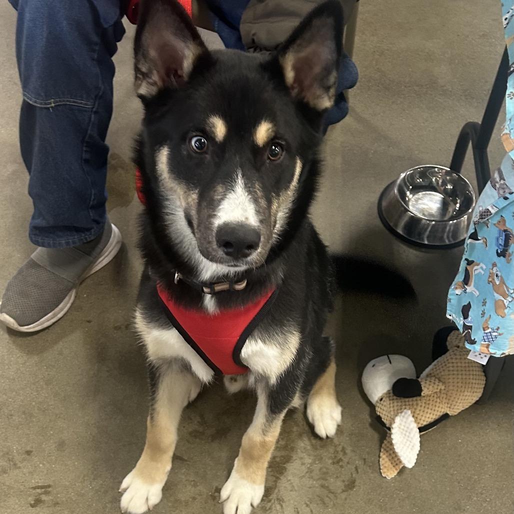 Enlarge Chase, a Adoptable mixed breed in North Canton, OH image 4/6