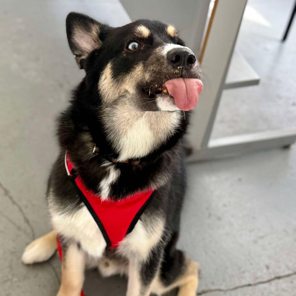 Chase, Adoptable, Adult Male Husky & Shepherd.