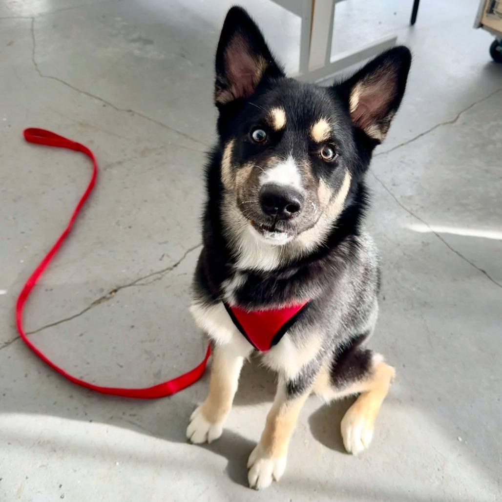 Enlarge Chase, a Adoptable mixed breed in North Canton, OH image 6/6