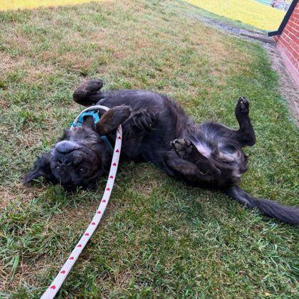 Enlarge Duntada, a Adoptable mixed breed in Richmond, VA image 1/3