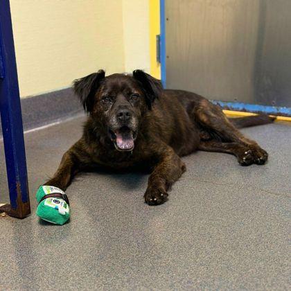 Enlarge Duntada, a Adoptable mixed breed in Richmond, VA image 2/3