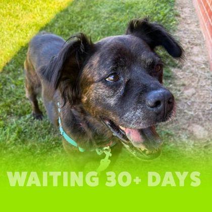 Enlarge Duntada, a Adoptable mixed breed in Richmond, VA image 3/3