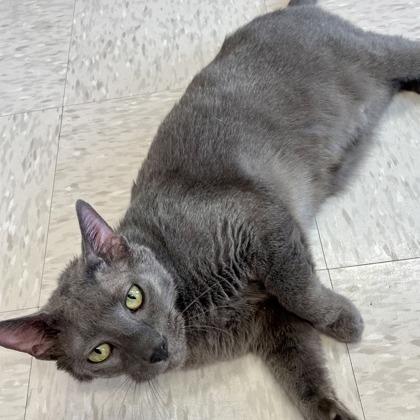 Anchor, Adoptable, Senior Male Domestic Short Hair.