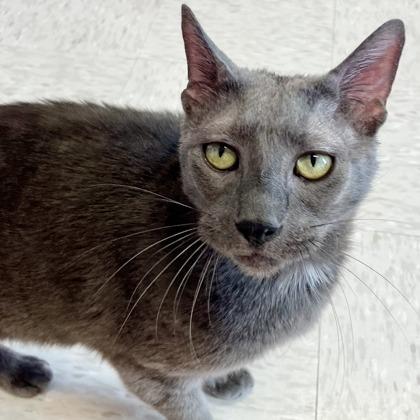 Enlarge Anchor, a Adoptable mixed breed in Binghamton, NY image 2/2