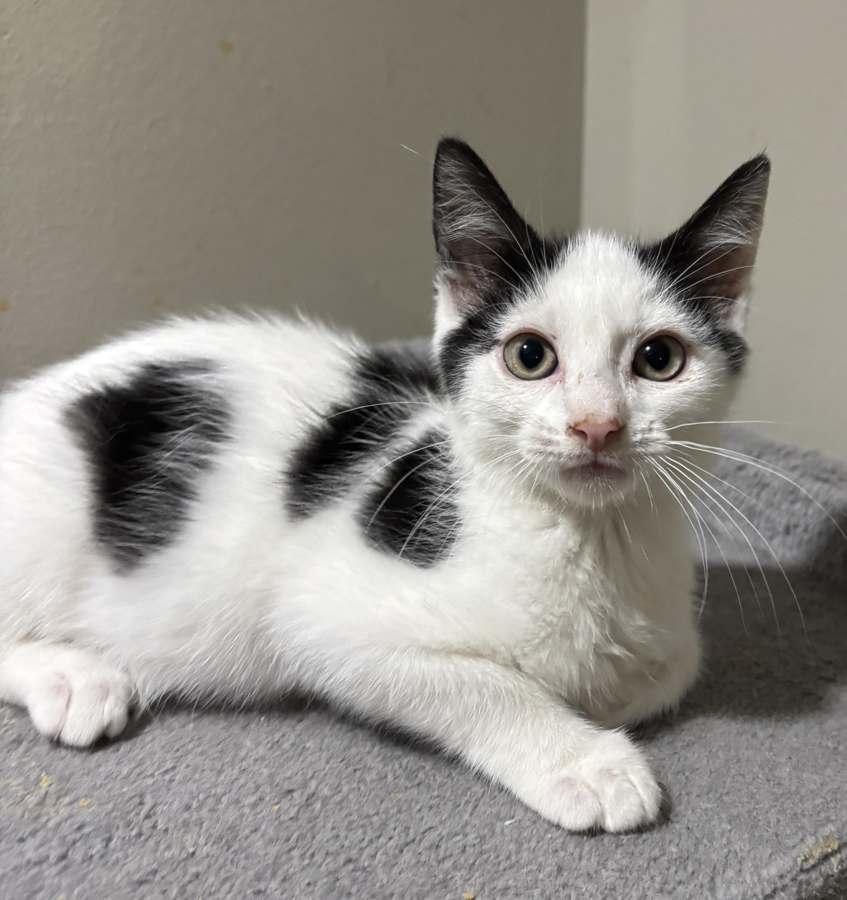 Ajax, Adoptable, Kitten Male Domestic Short Hair.