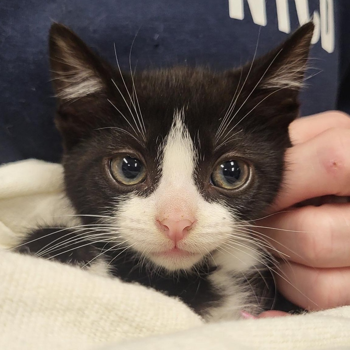 Jasper, Adopted, Young Male Domestic Short Hair.