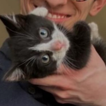 Enlarge Jasper, a Adopted Domestic Short Hair in East Elmhurst, NY image 2/3