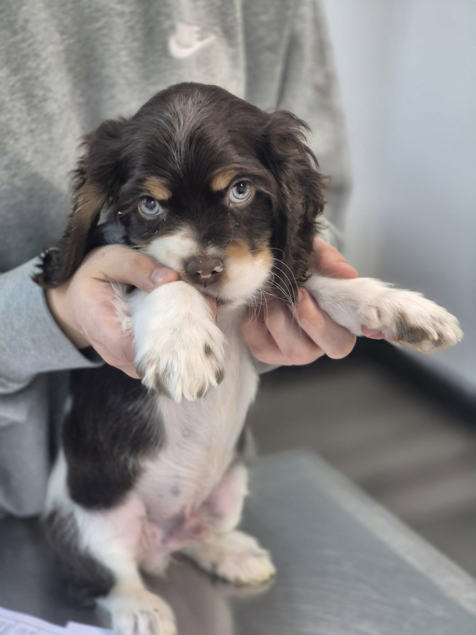 Montgomery, a ADOPTABLE Cocker Spaniel in metairie, LA image 5/5