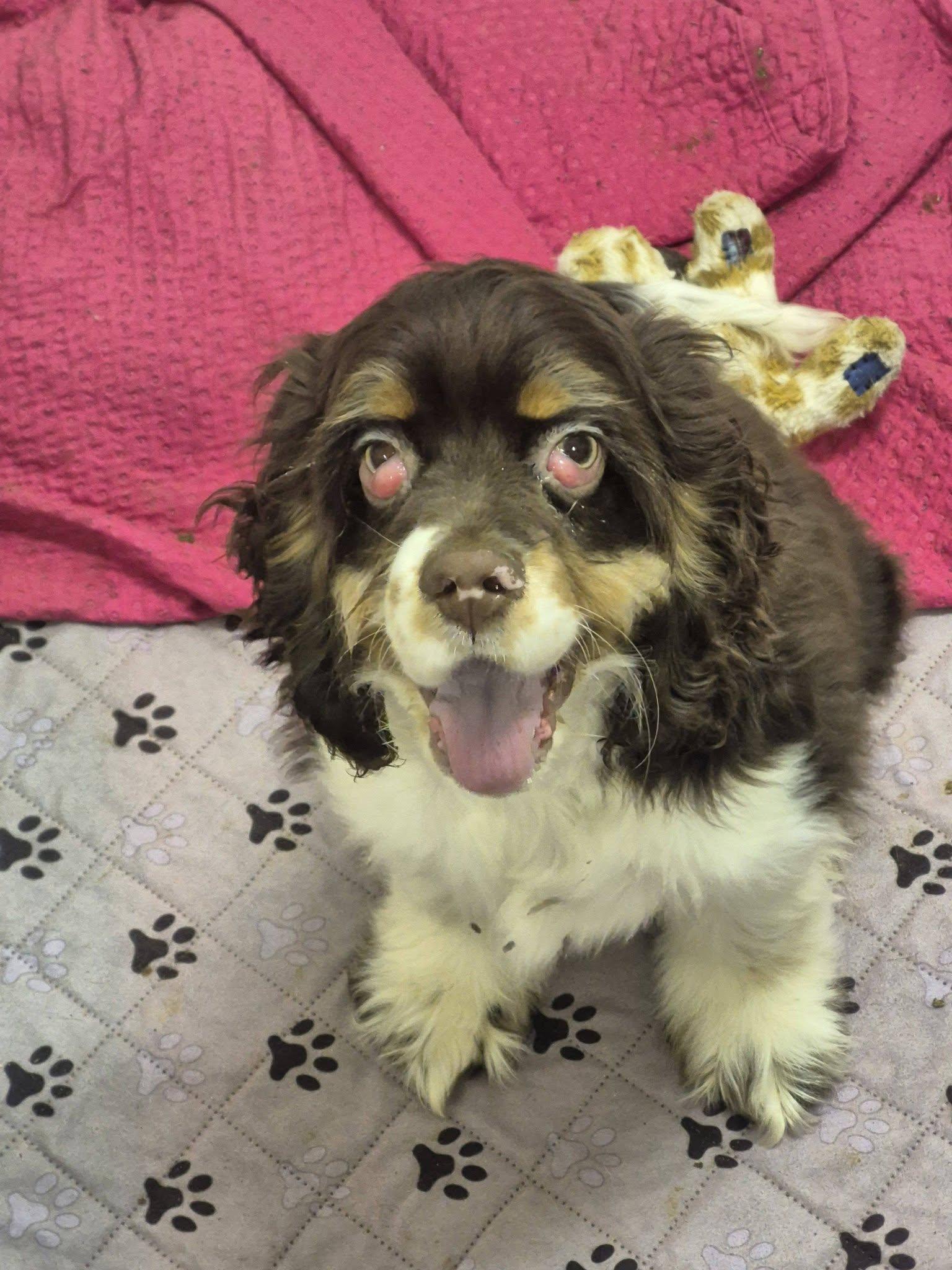 Montgomery, a ADOPTABLE Cocker Spaniel in metairie, LA image 3/5
