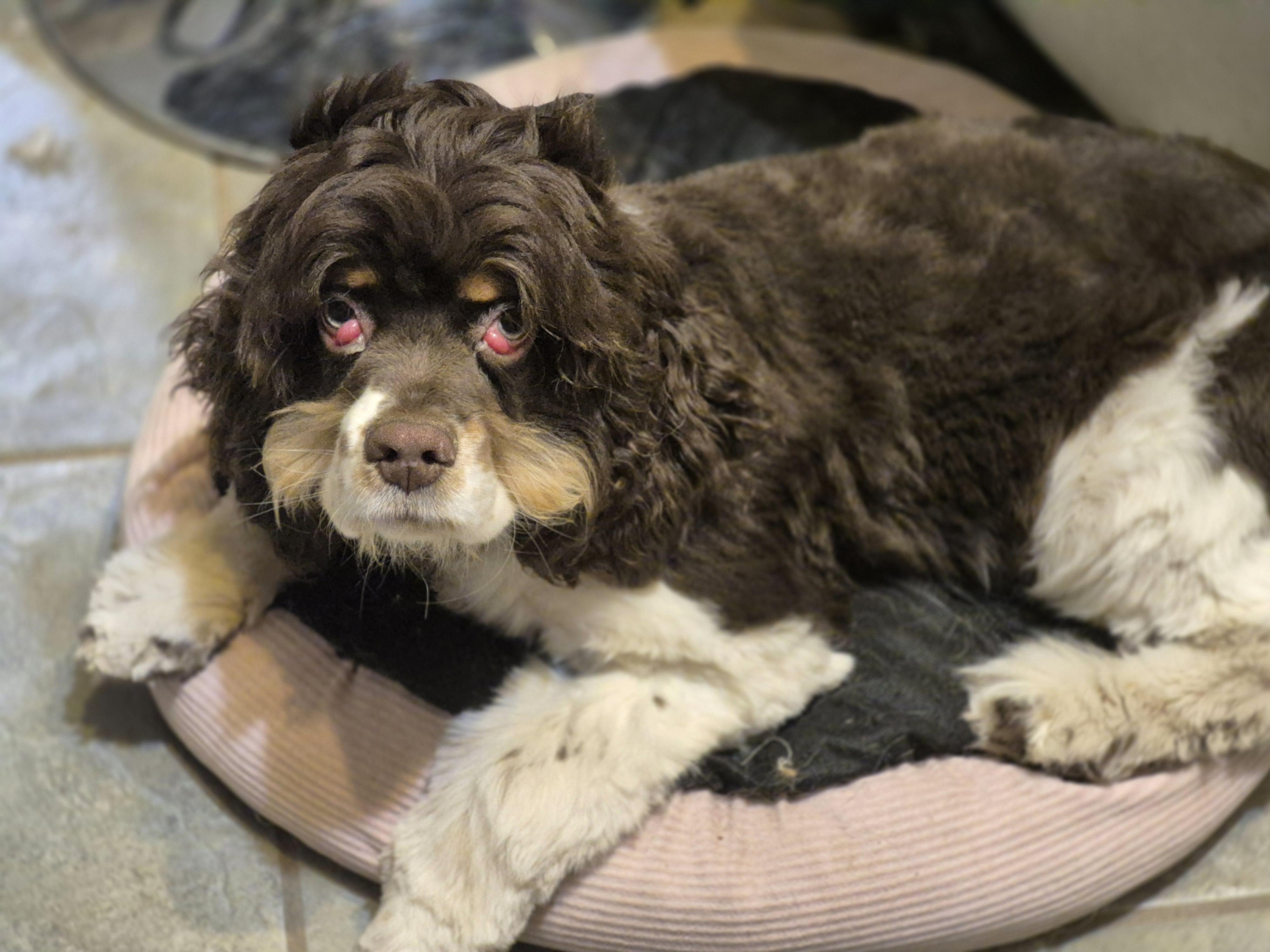 Montgomery, a ADOPTABLE Cocker Spaniel in metairie, LA image 1/5