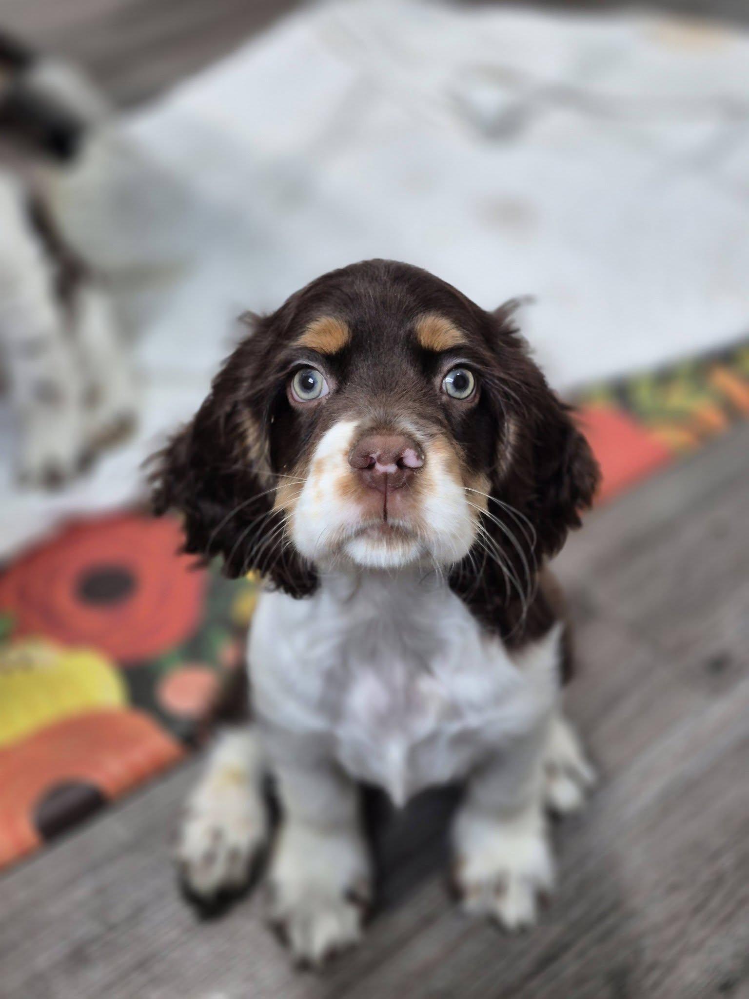 Montgomery, a ADOPTABLE Cocker Spaniel in metairie, LA image 4/5