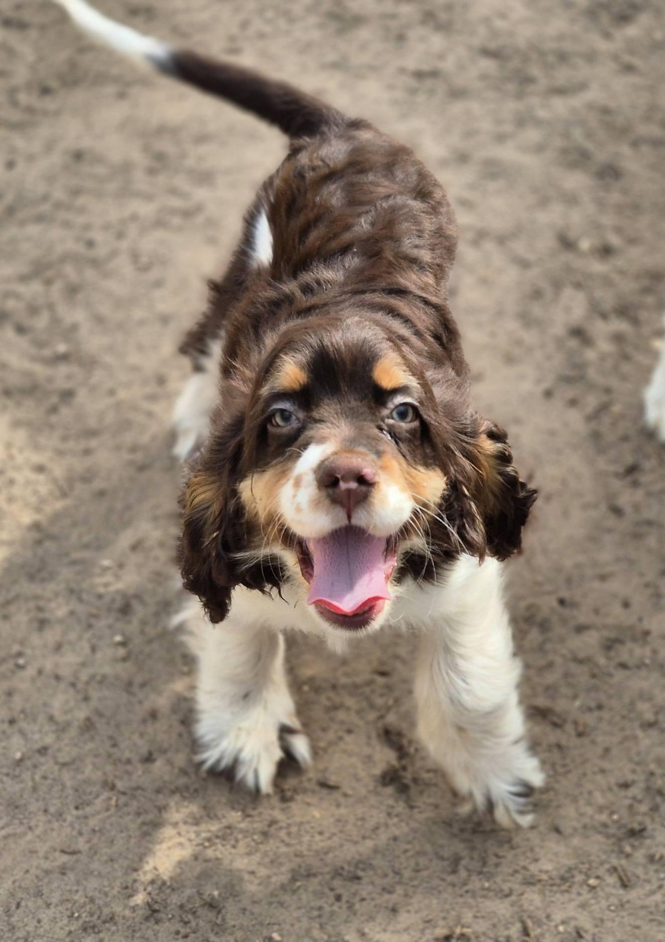 Montgomery, a ADOPTABLE Cocker Spaniel in metairie, LA image 2/5