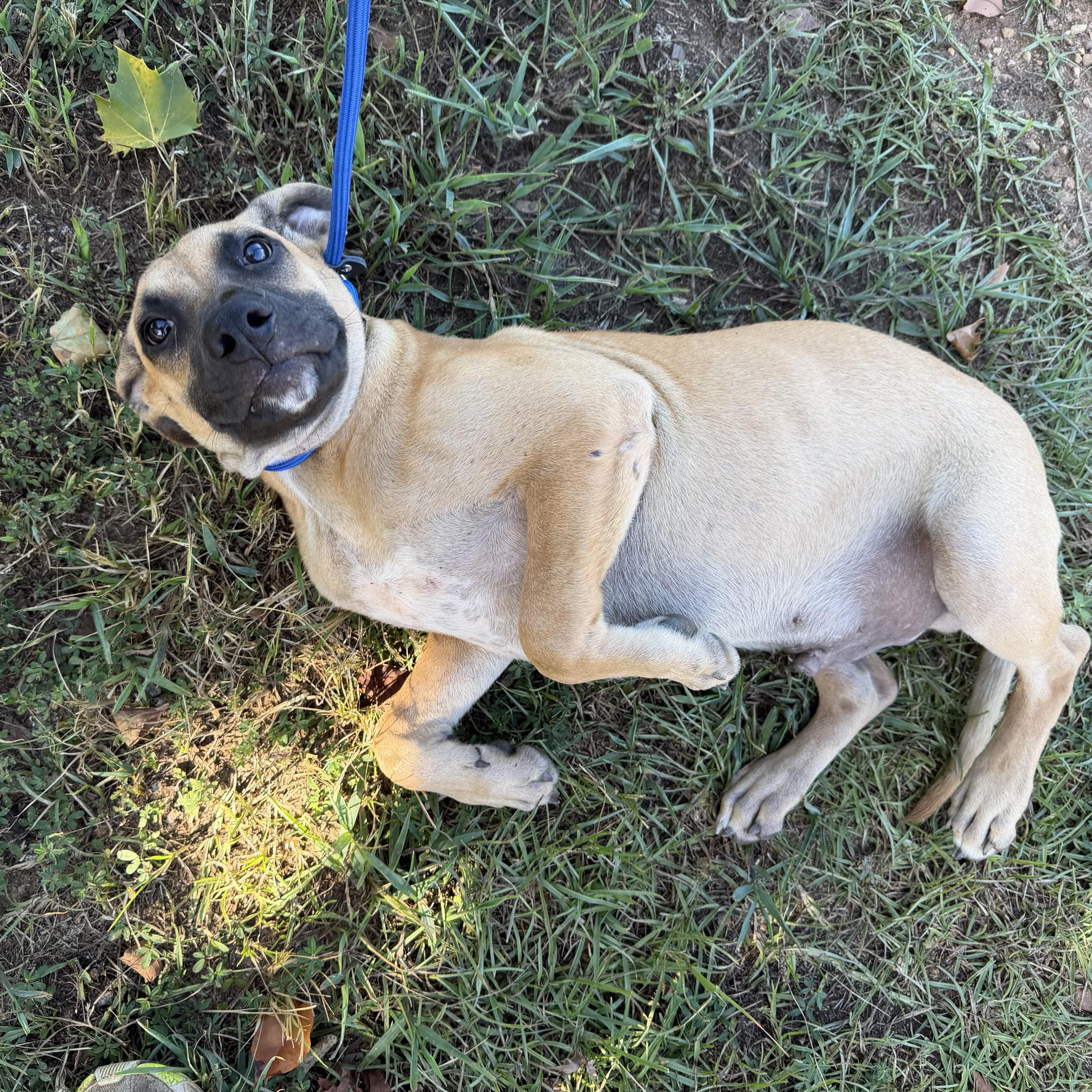 Enlarge Gourd, a Adoptable Mixed Breed in Northwood, NH image 5/6