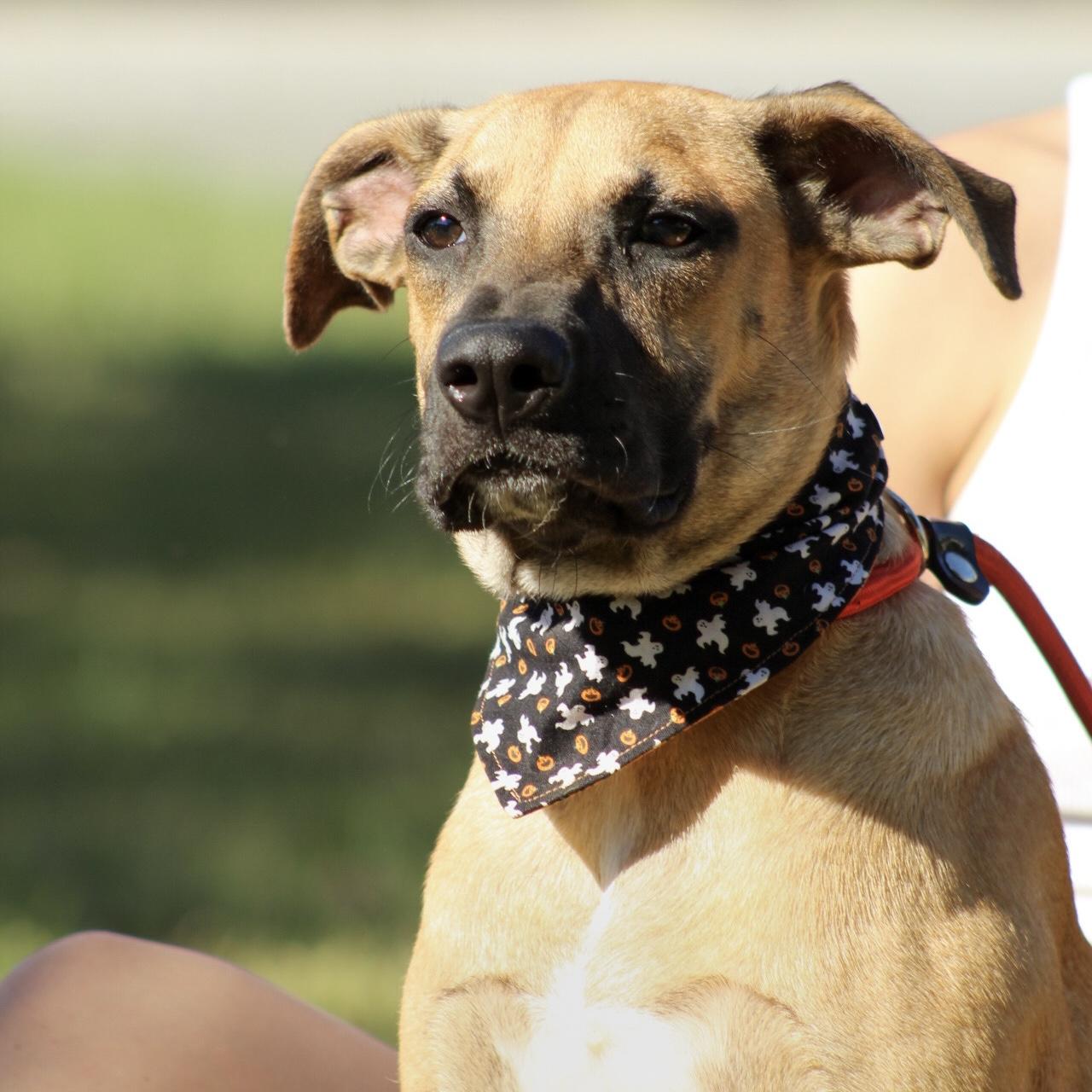 Enlarge Gourd, a Adoptable Mixed Breed in Northwood, NH image 1/6