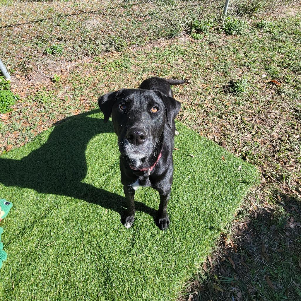 Nina, Adoptable, Young Female Black Labrador Retriever.