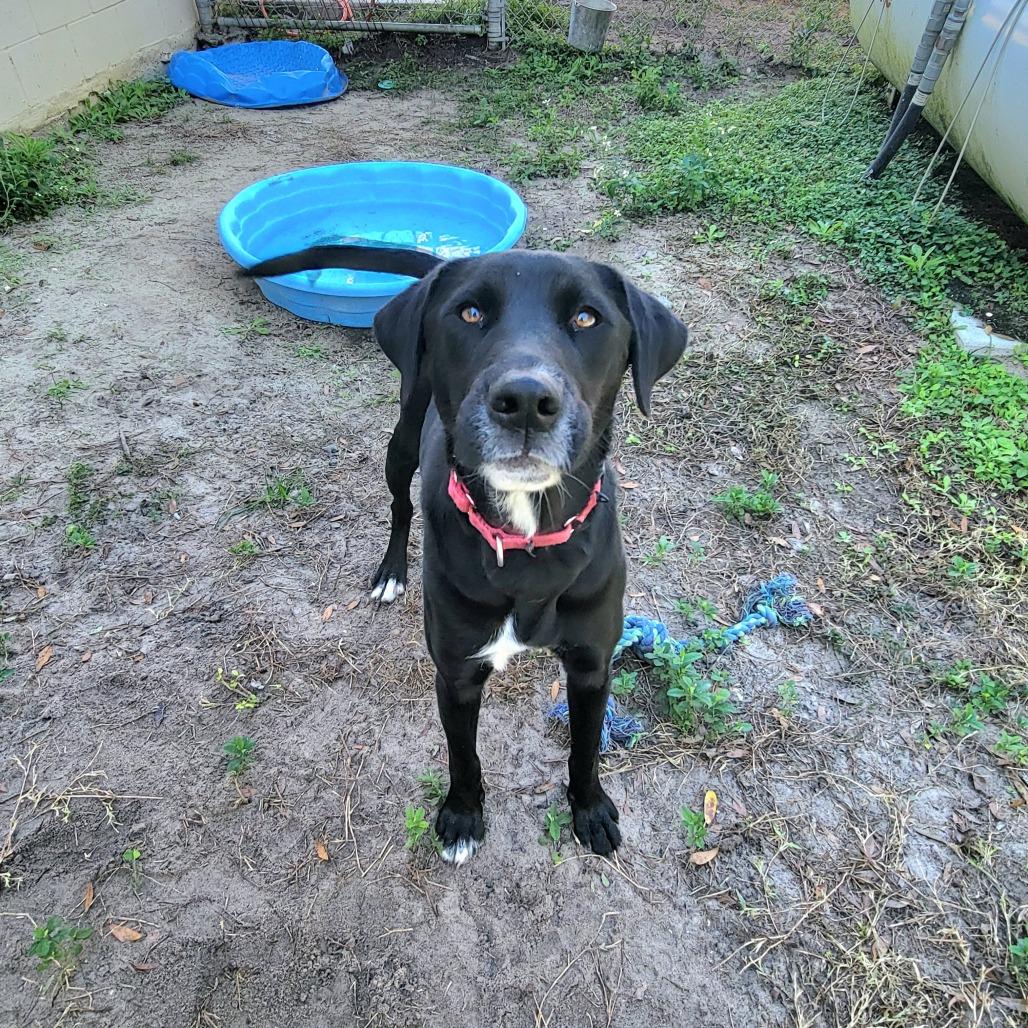 Nina, a Adoptable Black Labrador Retriever in Lake Panasoffkee, FL image 2/6