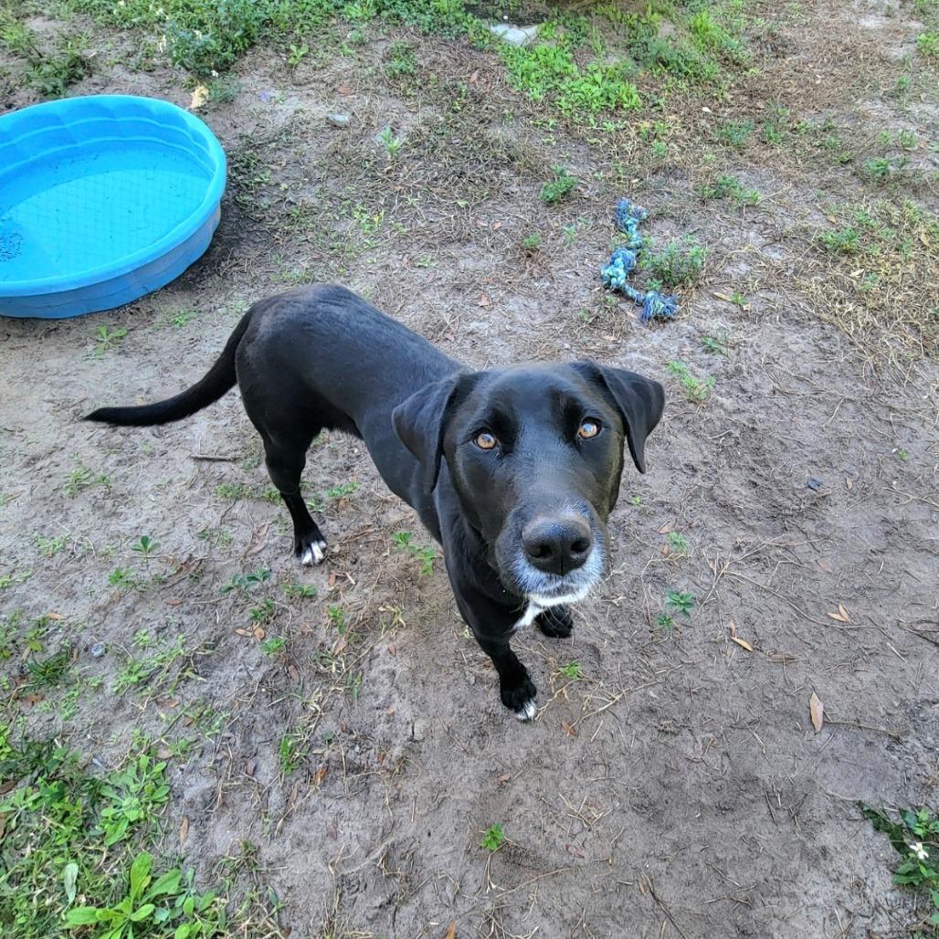 Nina, a Adoptable Black Labrador Retriever in Lake Panasoffkee, FL image 3/6