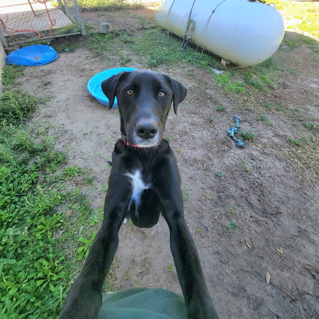 Nina, a Adoptable Black Labrador Retriever in Lake Panasoffkee, FL image 4/6