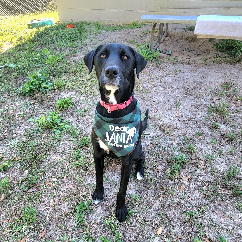 Nina, a Adoptable Black Labrador Retriever in Lake Panasoffkee, FL image 5/6