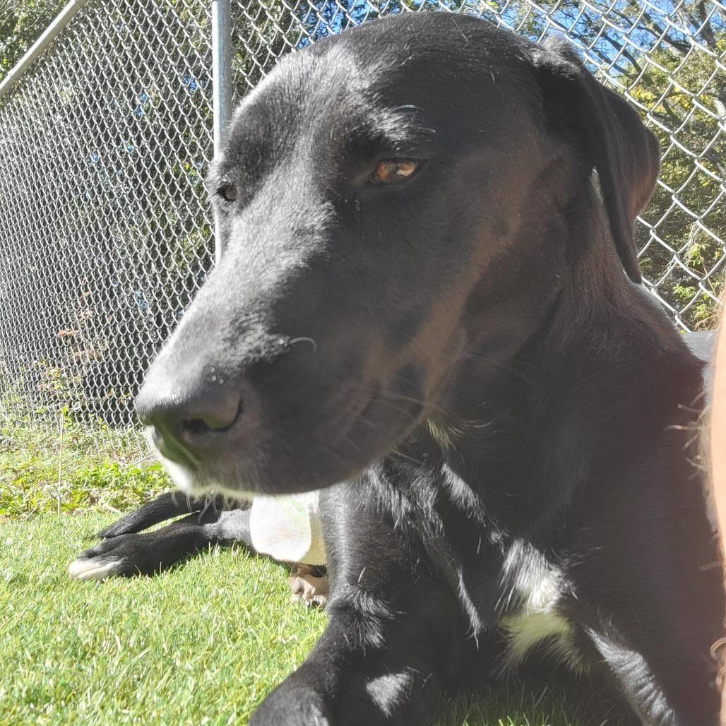 Nina, a Adoptable Black Labrador Retriever in Lake Panasoffkee, FL image 6/6