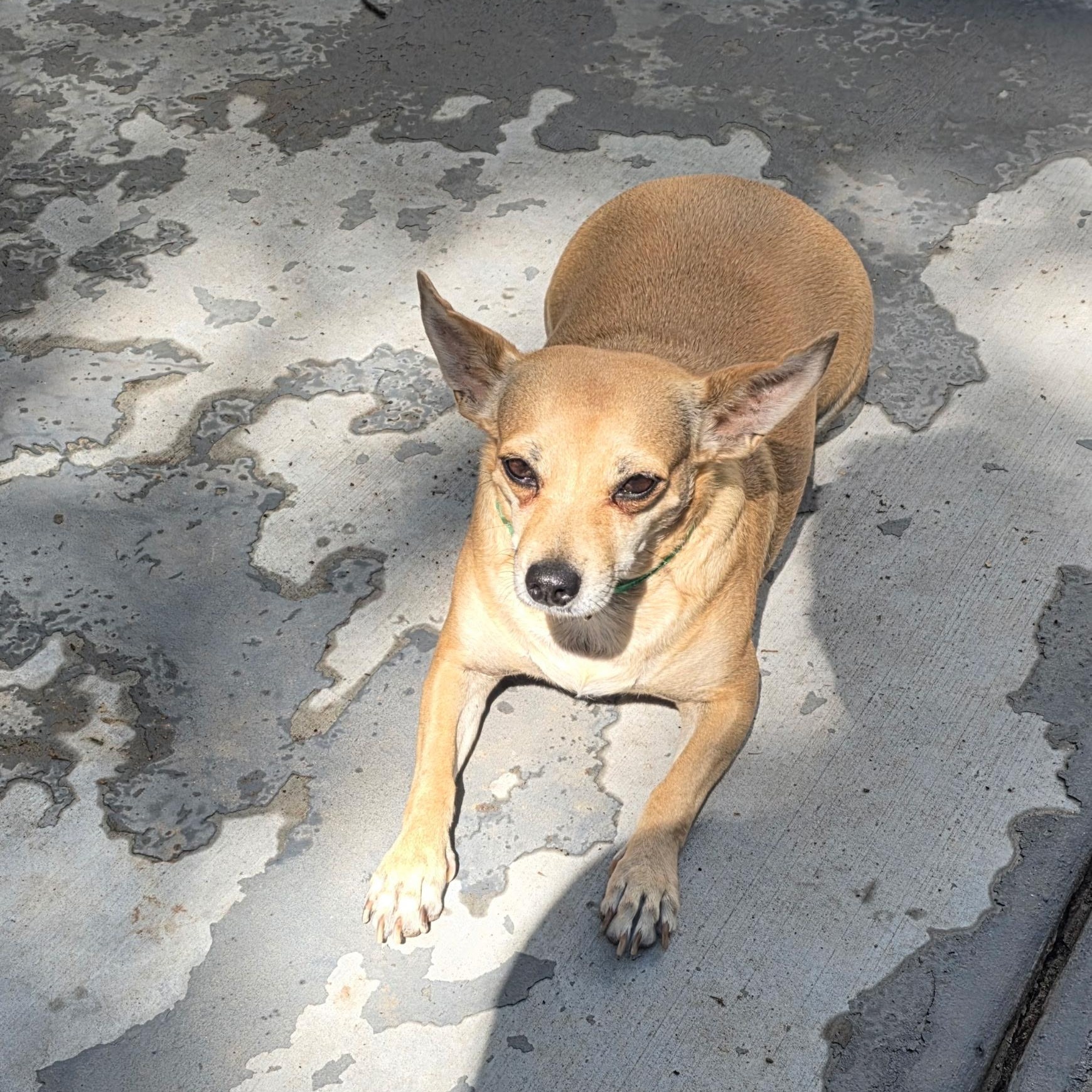 Marmalade, a ADOPTABLE Chihuahua in West Valley, UT image 3/4
