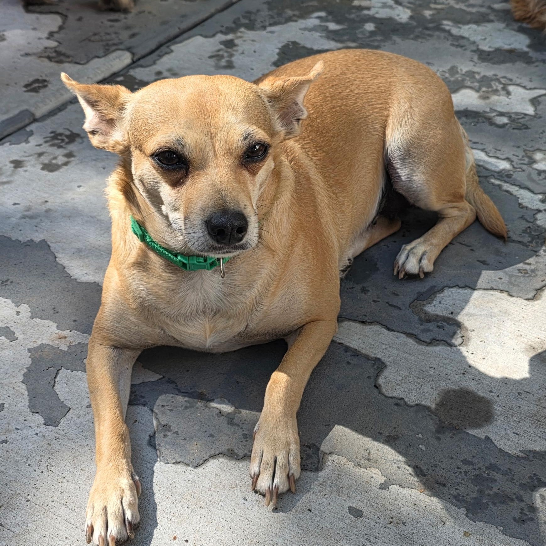 Marmalade, ADOPTABLE, Adult Female Chihuahua.