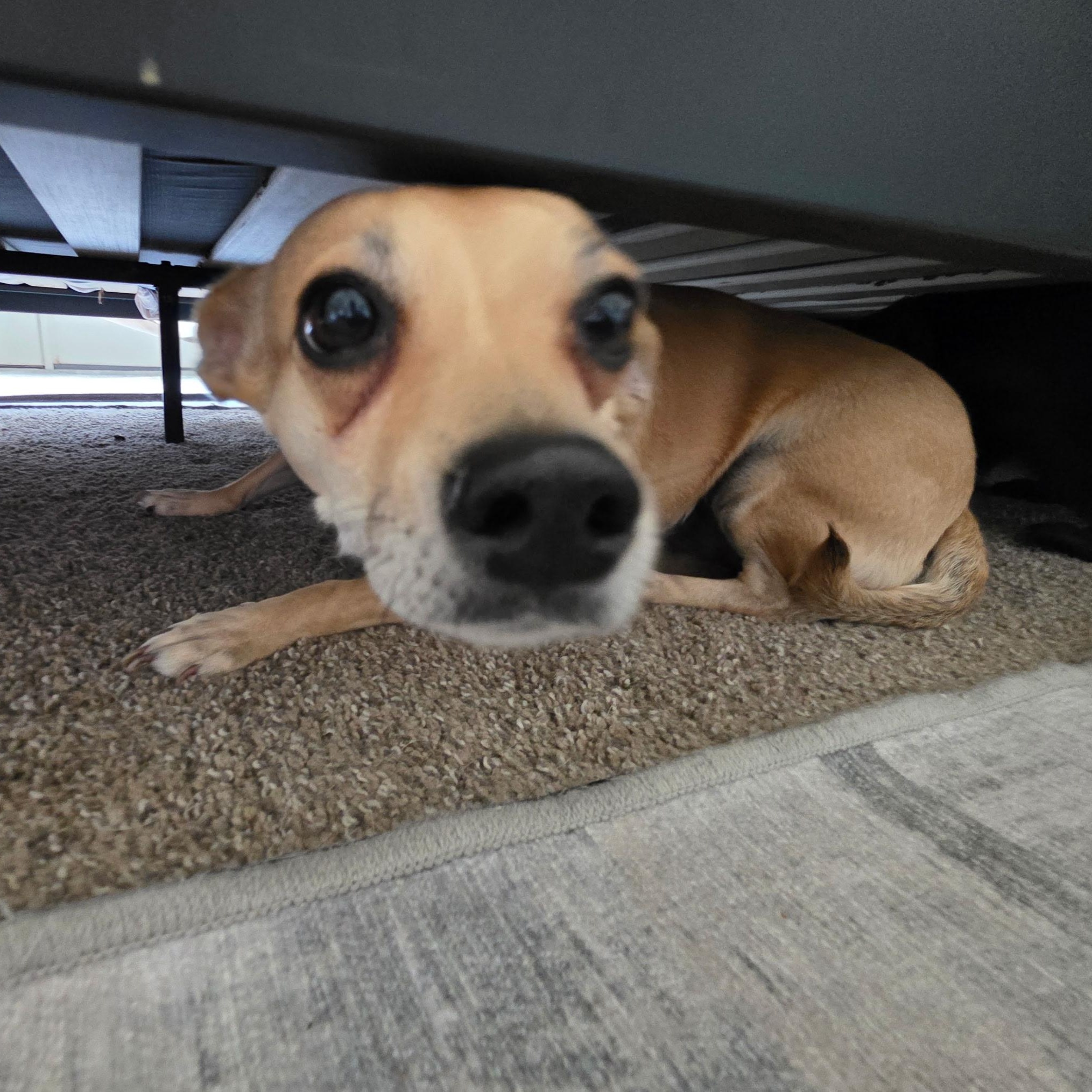 Marmalade, a ADOPTABLE Chihuahua in West Valley, UT image 2/4