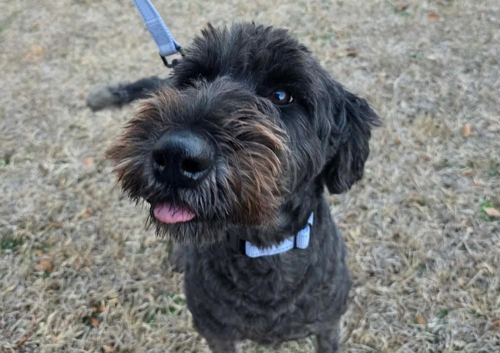 Enlarge Kimberly Never Kim, a Adoptable mixed breed in Wayne, NJ image 5/6