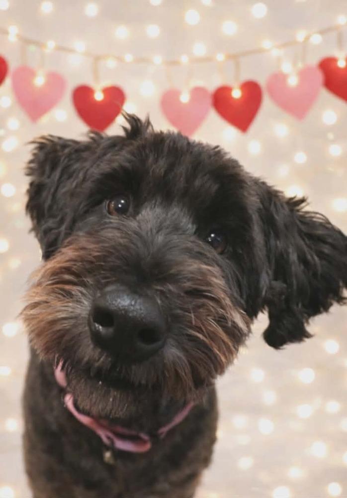 Enlarge Kimberly Never Kim, a Adoptable mixed breed in Wayne, NJ image 2/6