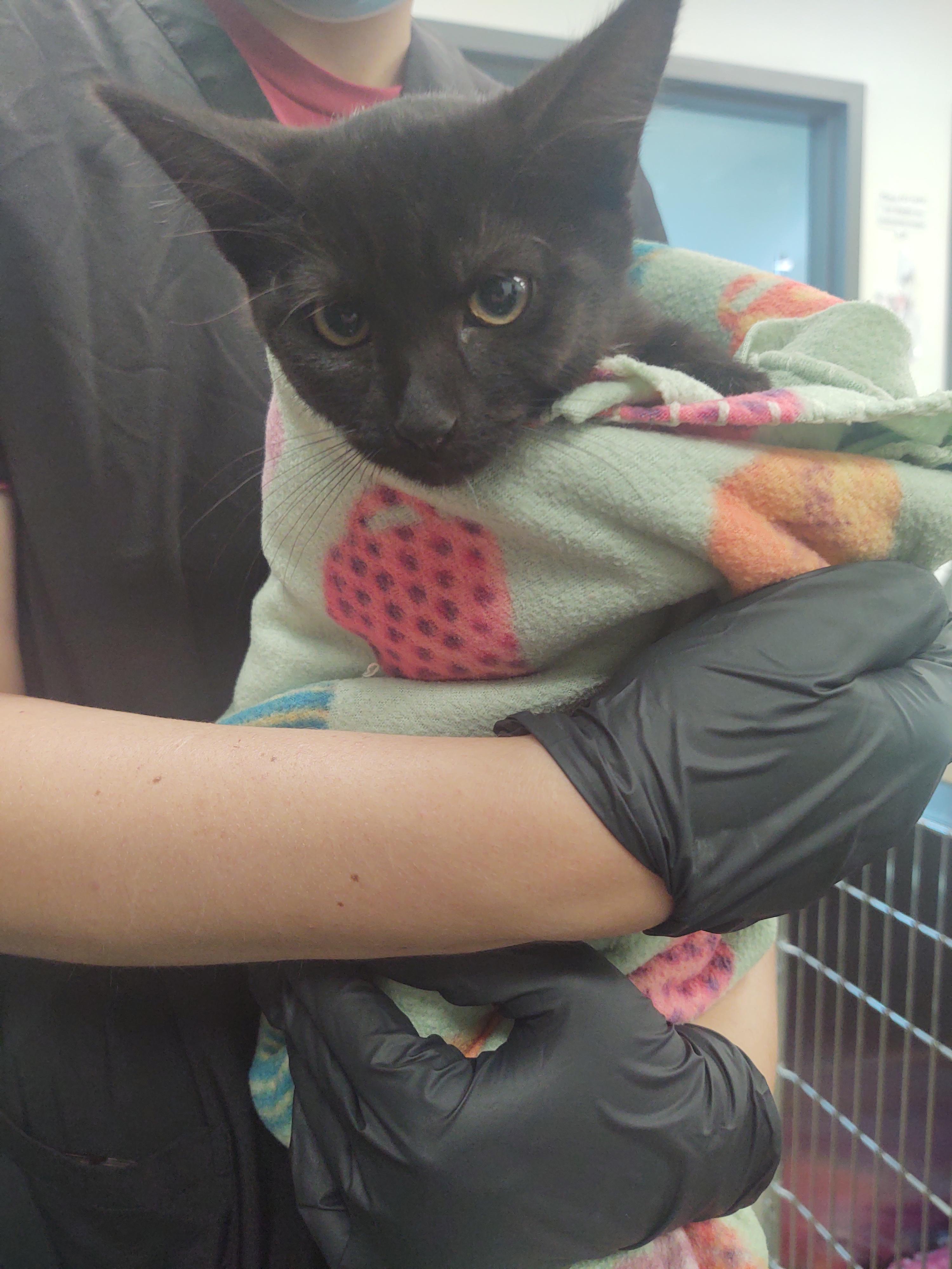 Selma, Adoptable, Kitten Female Domestic Short Hair.