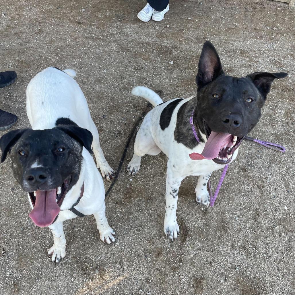 Matcha, Adoptable, Adult Female Akita & Mixed Breed.