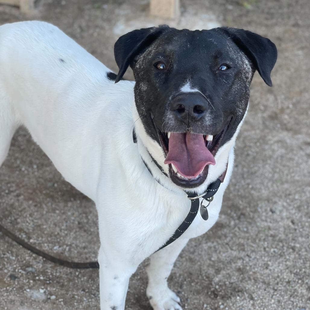 Matcha, a Adoptable mixed breed in Naperville, IL image 2/6