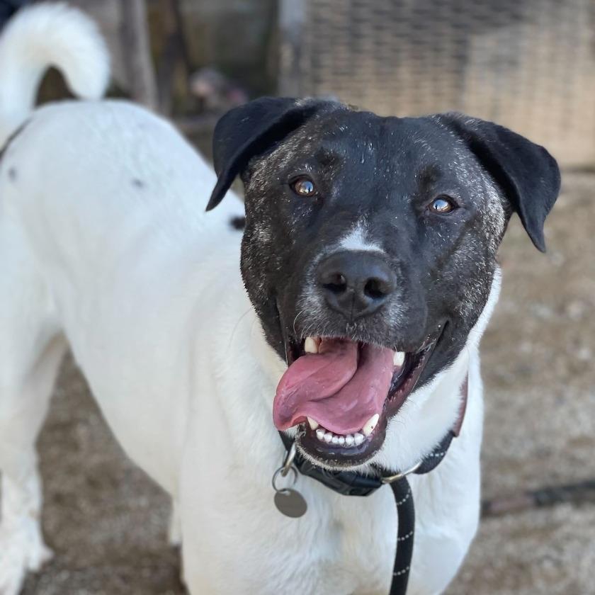 Matcha, a Adoptable mixed breed in Naperville, IL image 3/6