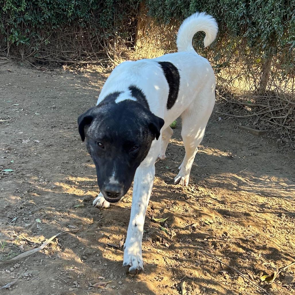 Matcha, a Adoptable mixed breed in Naperville, IL image 4/6