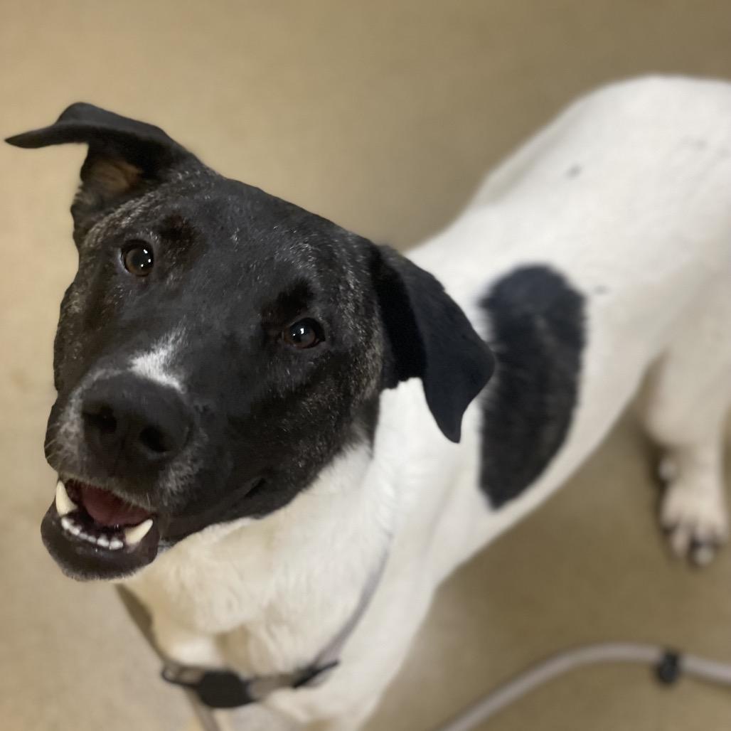 Matcha, a Adoptable mixed breed in Naperville, IL image 6/6