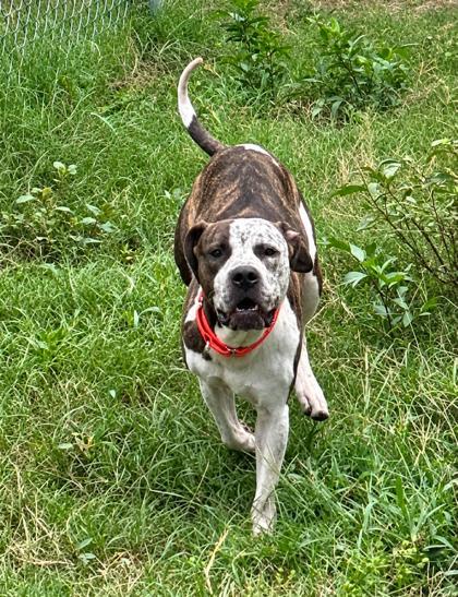 Enlarge Fidget, an adoptable mixed breed in Inverness, FL image 2/4