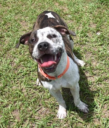 Enlarge Fidget, an adoptable mixed breed in Inverness, FL image 4/4