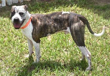 Enlarge Fidget, an adoptable mixed breed in Inverness, FL image 1/4