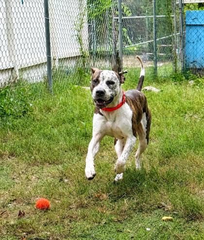 Enlarge Fidget, an adoptable mixed breed in Inverness, FL image 3/4