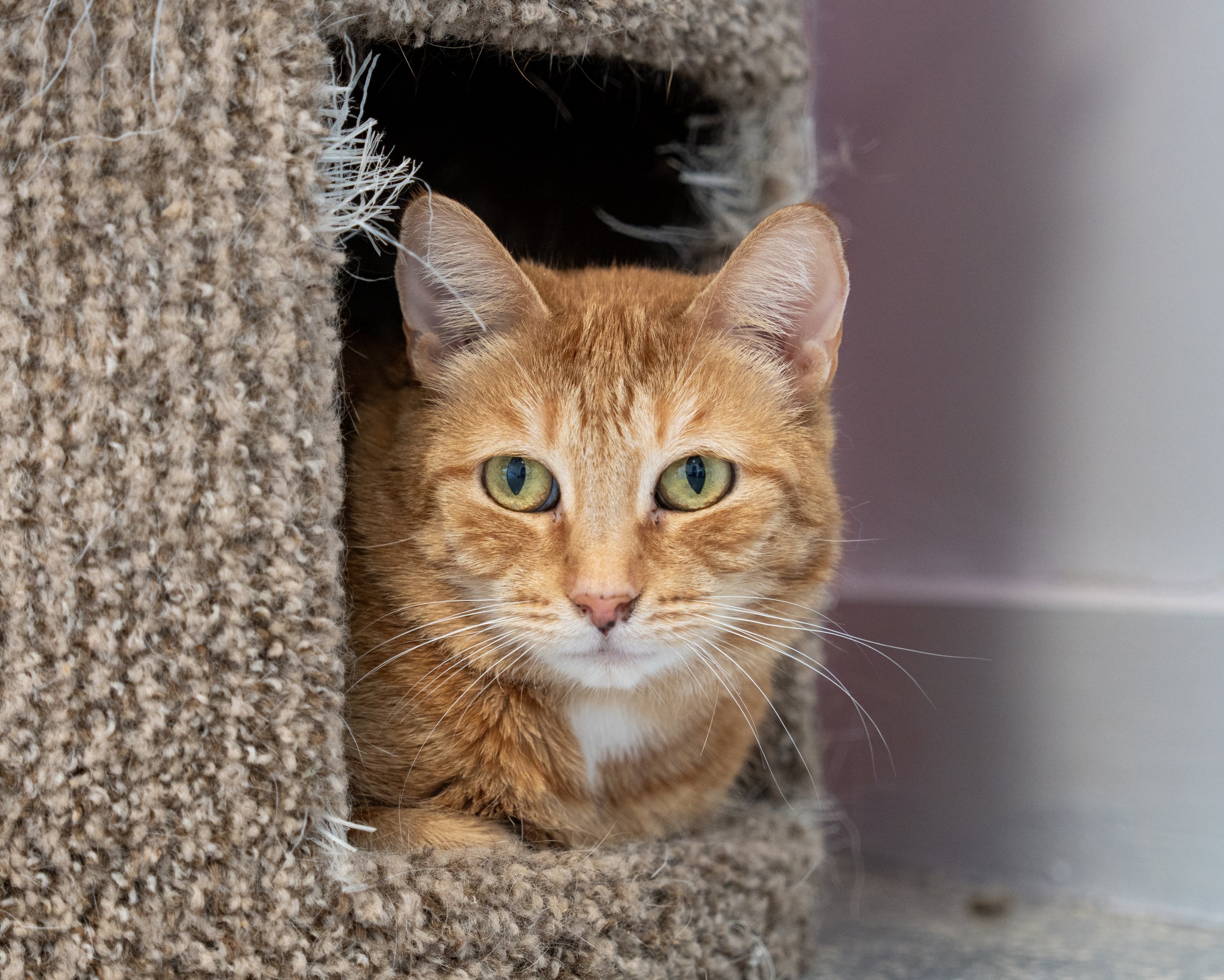 Enlarge Cider, a Adoptable Domestic Short Hair in North Haven, CT image 1/5