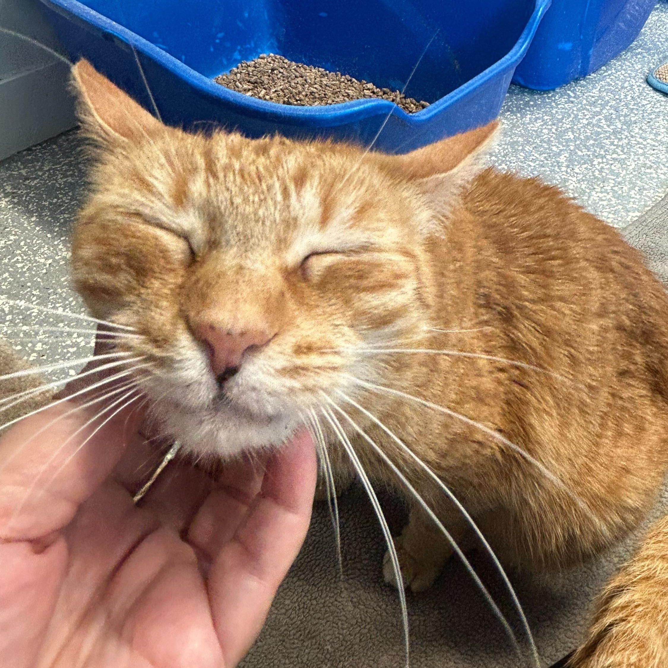 Enlarge Cider, a Adoptable Domestic Short Hair in North Haven, CT image 3/5