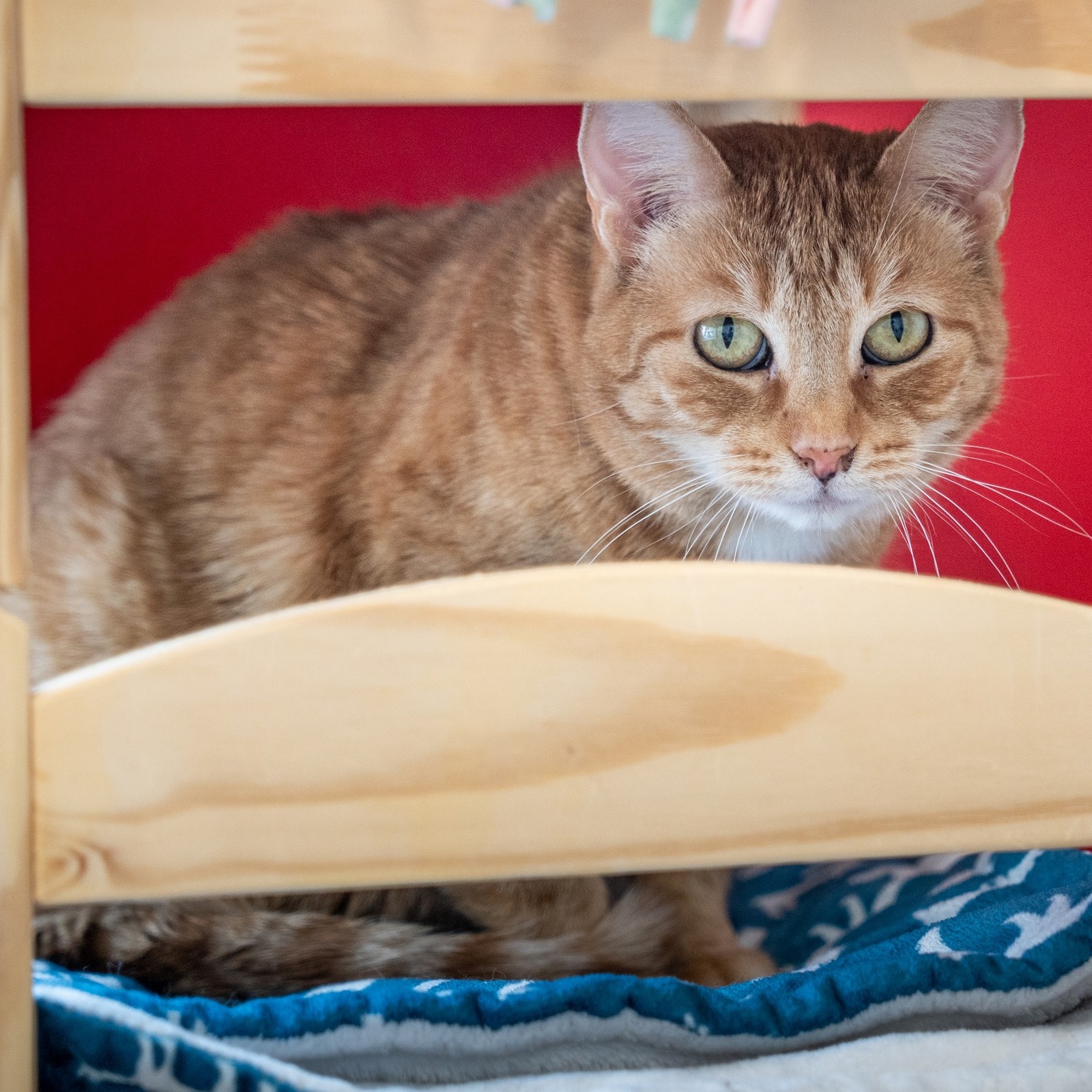 Enlarge Cider, a Adoptable Domestic Short Hair in North Haven, CT image 4/5