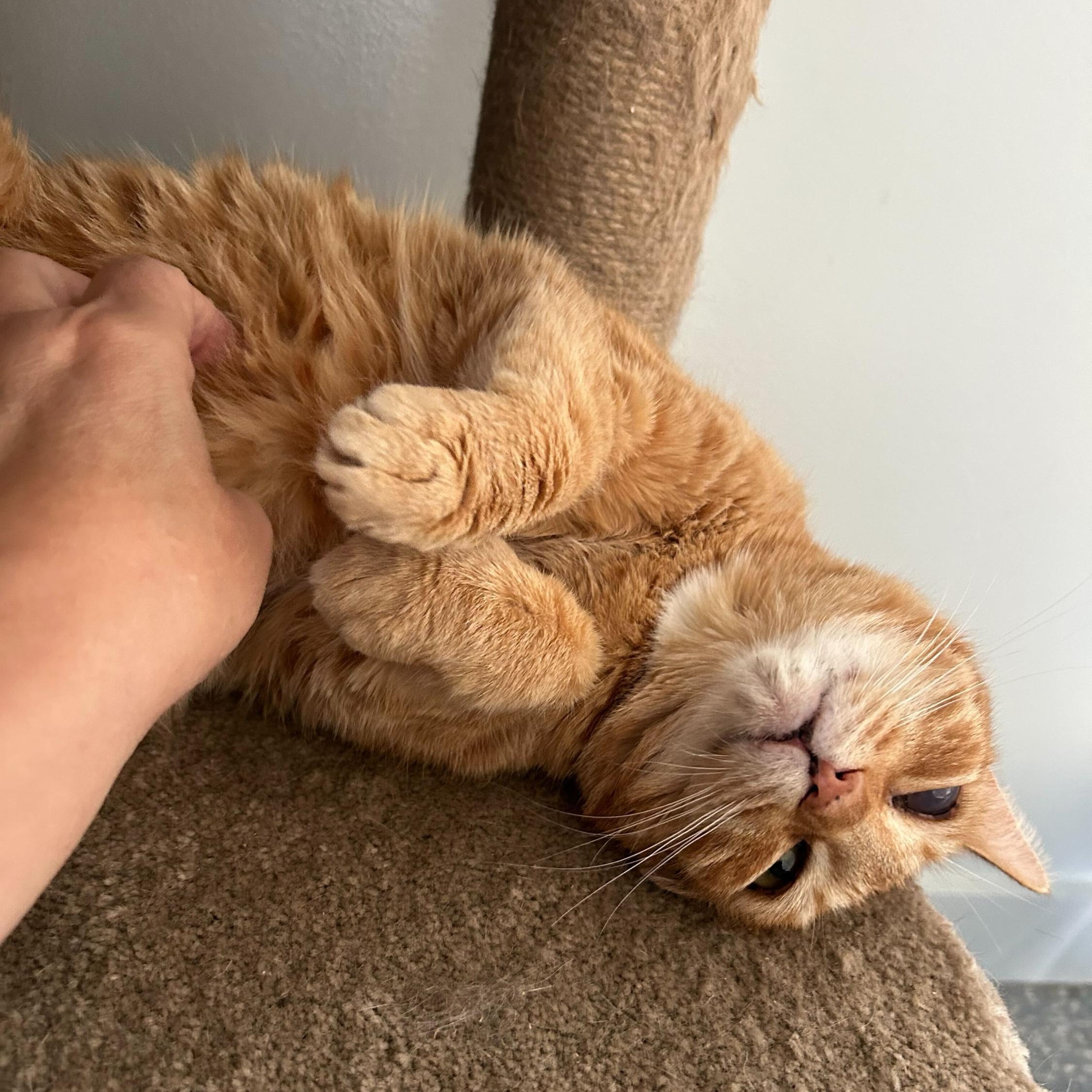 Enlarge Cider, a Adoptable Domestic Short Hair in North Haven, CT image 2/5