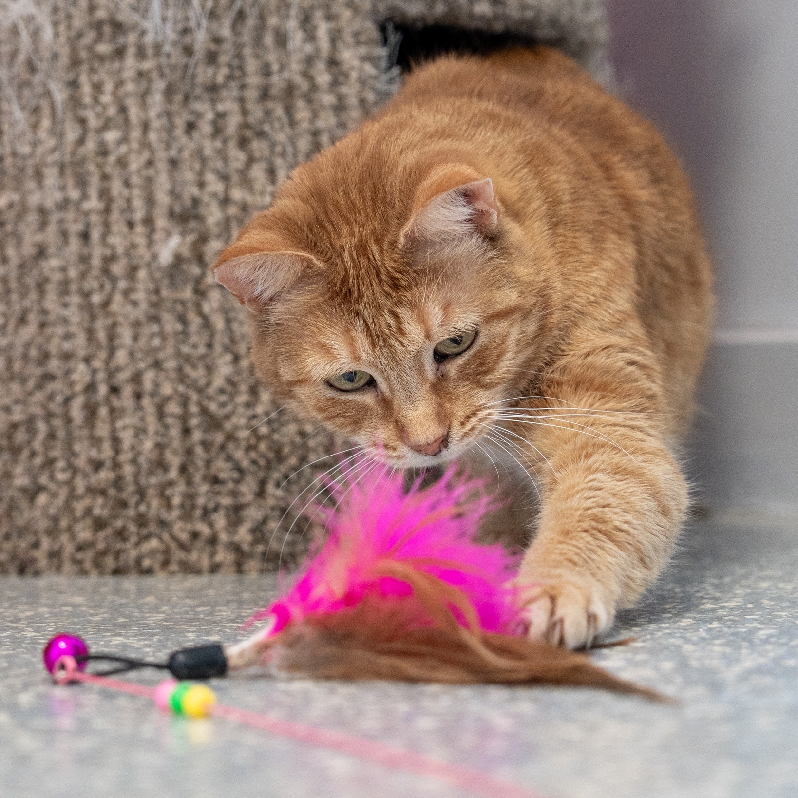 Enlarge Cider, a Adoptable Domestic Short Hair in North Haven, CT image 5/5