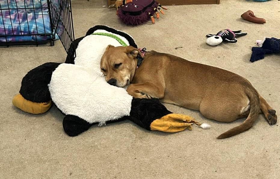 Enlarge Mildred, a Adoptable mixed breed in Itasca, IL image 3/4