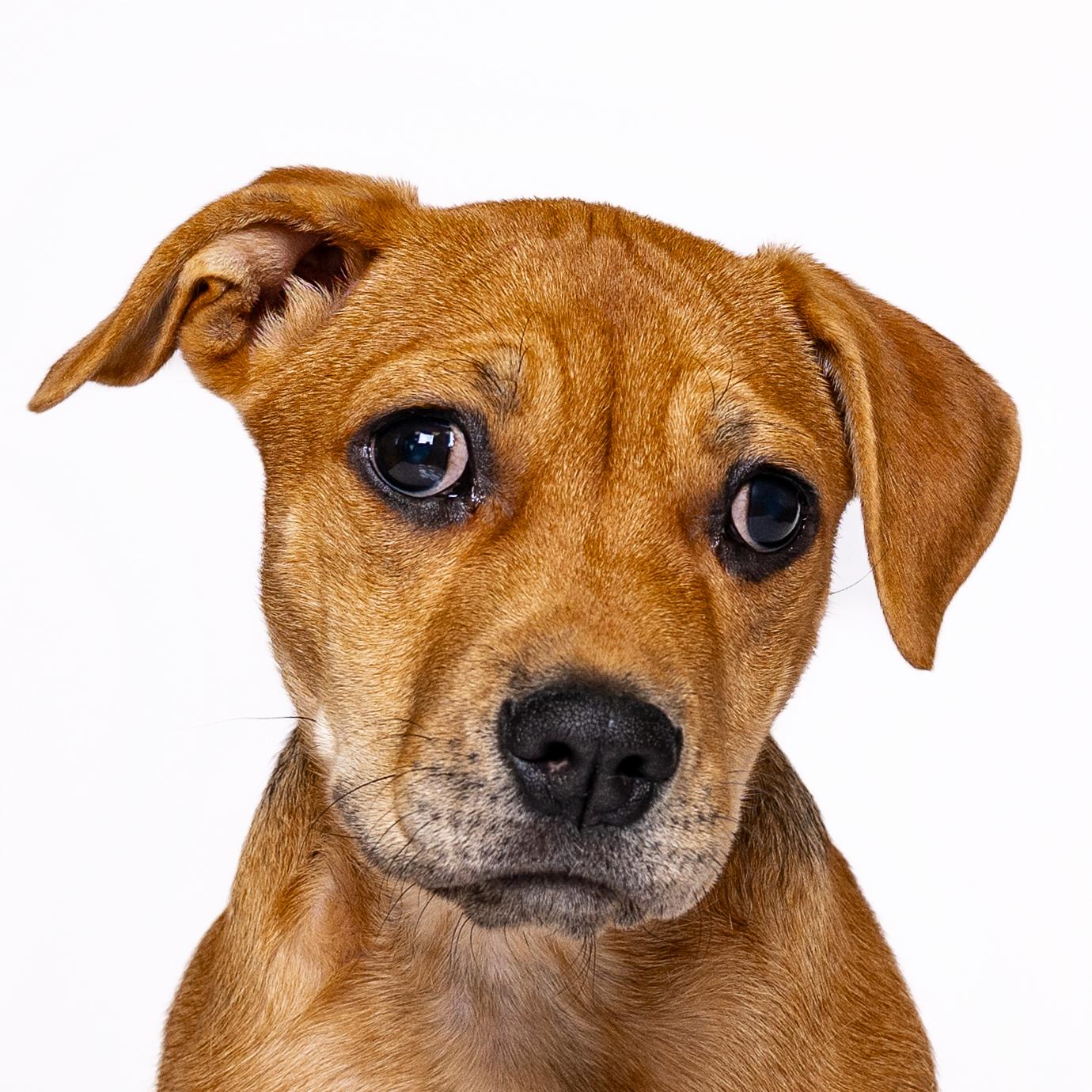 Mildred, a Adoptable mixed breed in Itasca, IL image 1/6