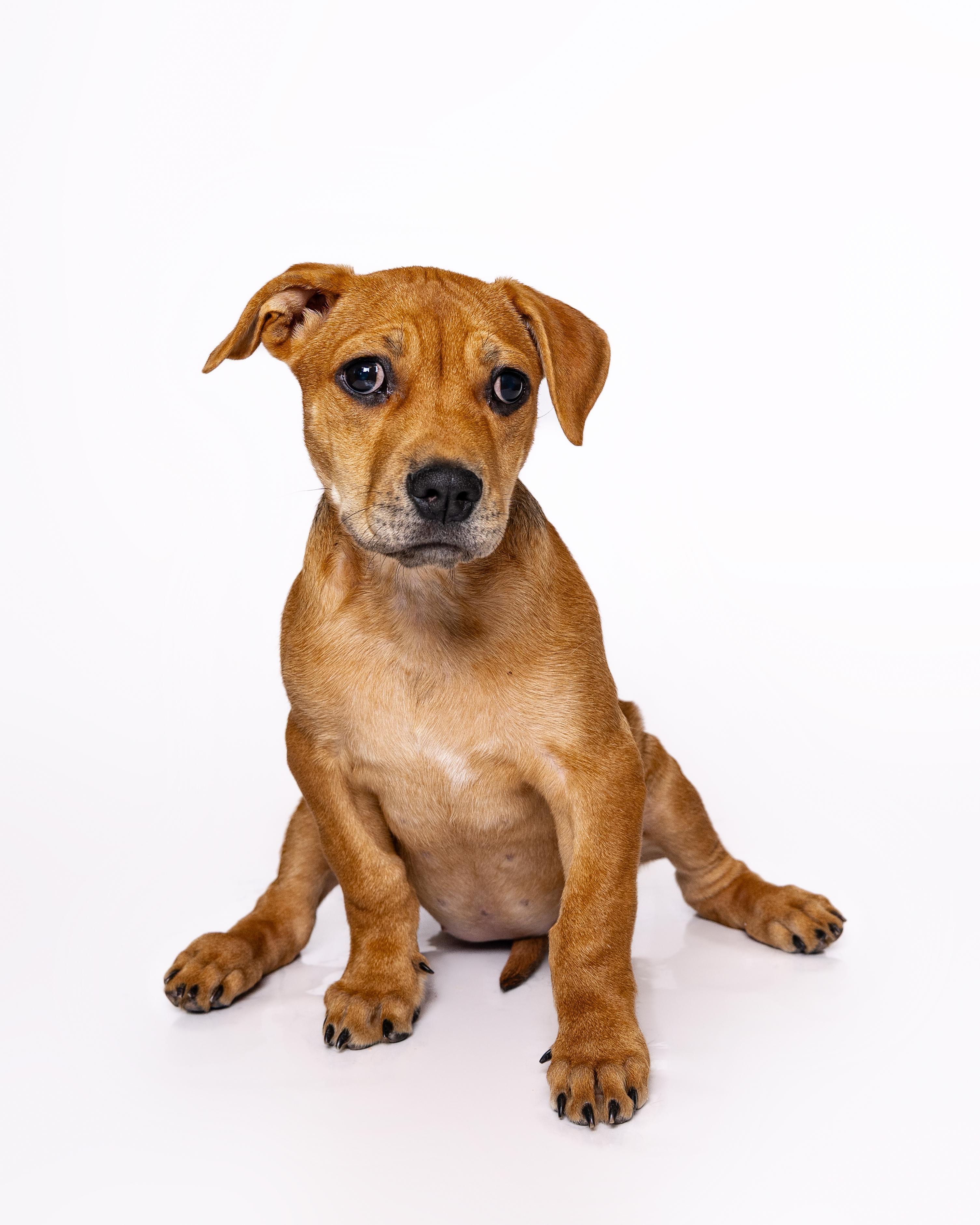 Mildred, a Adoptable mixed breed in Itasca, IL image 4/6