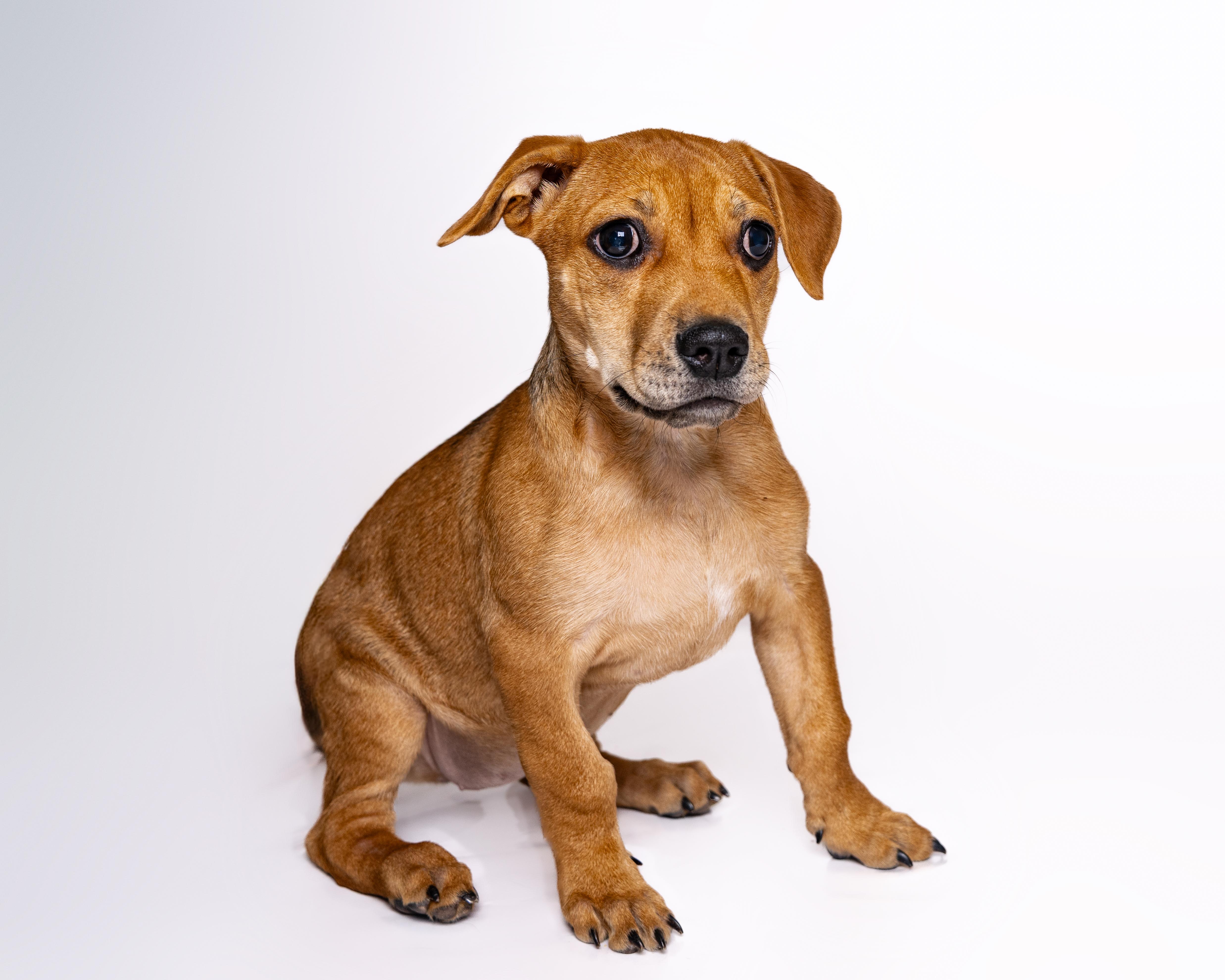 Mildred, a Adoptable mixed breed in Itasca, IL image 3/6