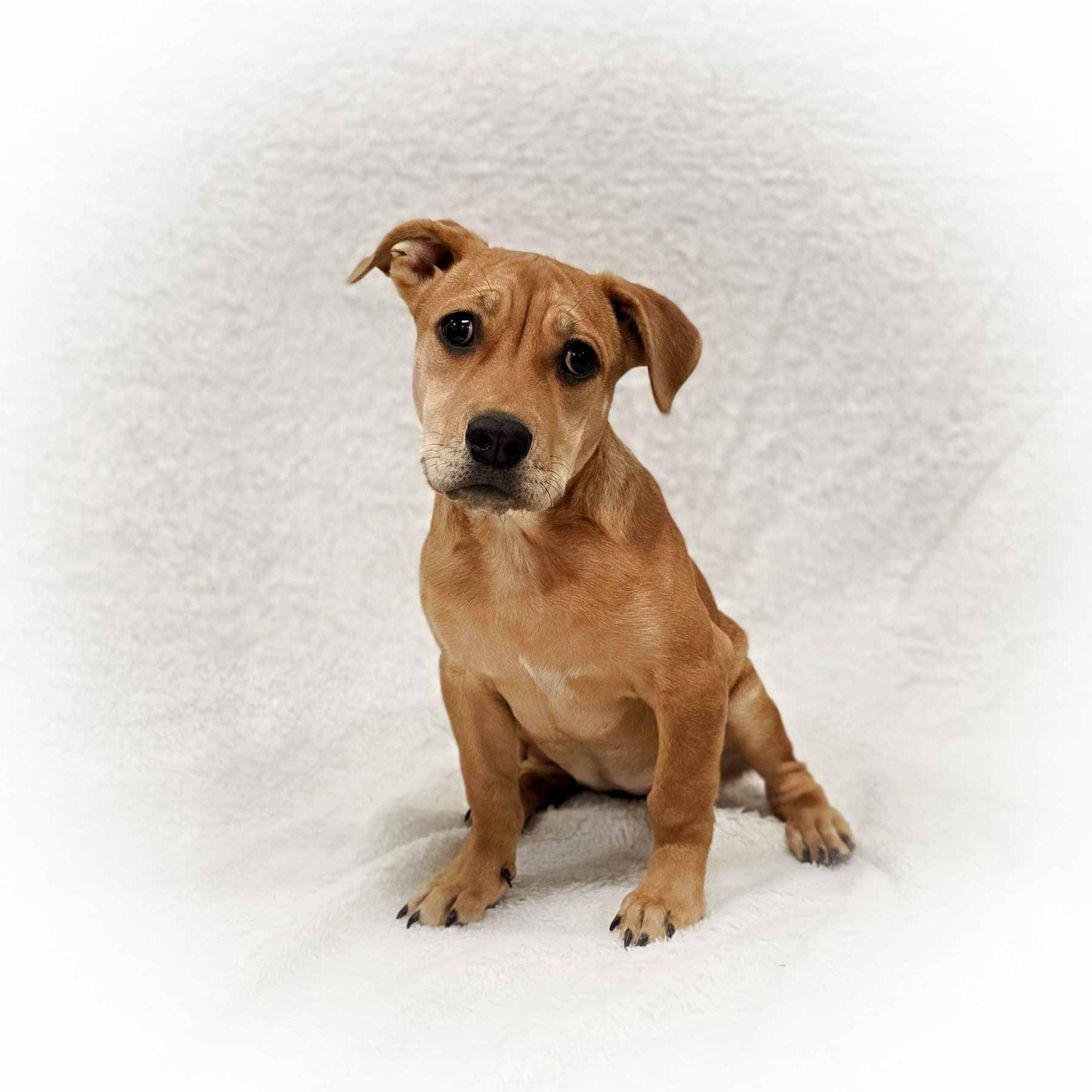 Enlarge Mildred, a Adoptable mixed breed in Itasca, IL image 1/2